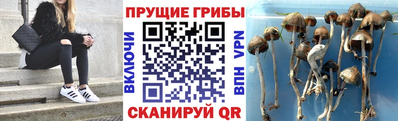 Галлюциногенные грибы Cubensis  Альметьевск 